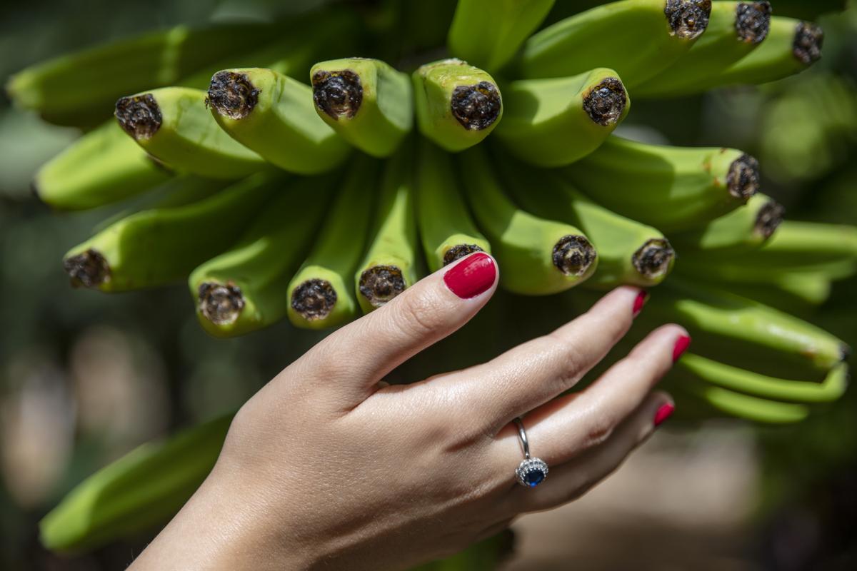 Un racimo de plátanos.