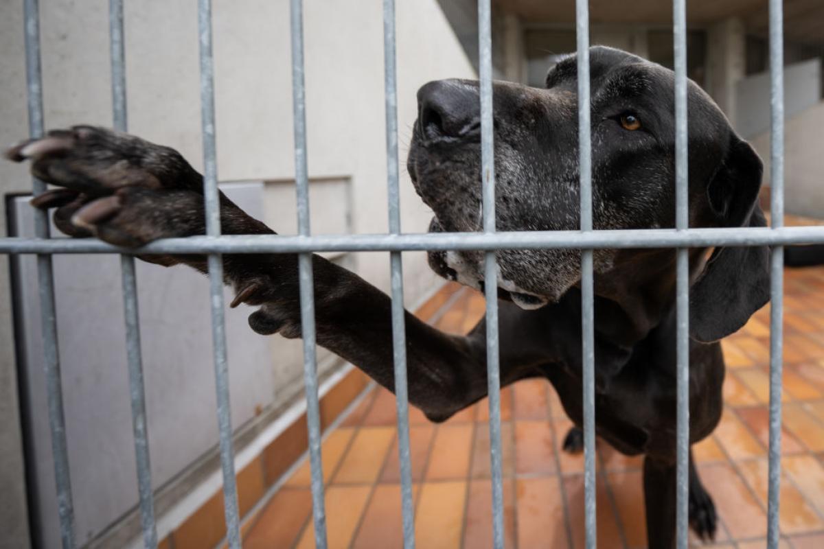 Un perro enjaulado en un refugio después de que lo hayan abandonado