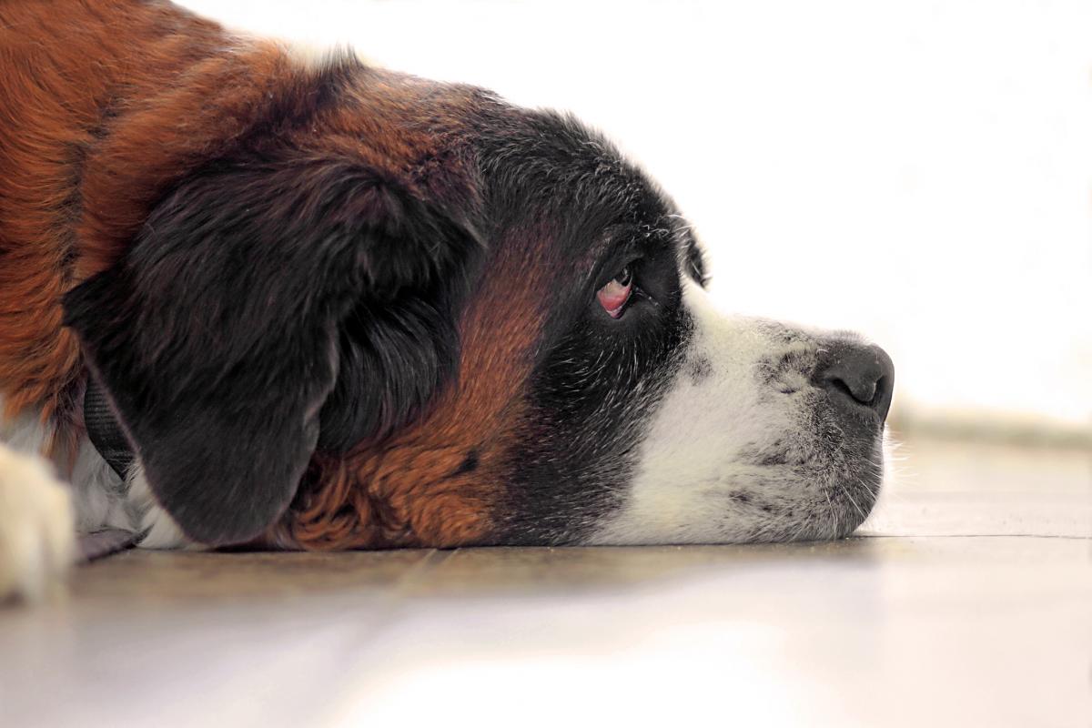 A la hora de elegir un perro mascota es importante tener en cuenta algunas de sus características de personalidad.