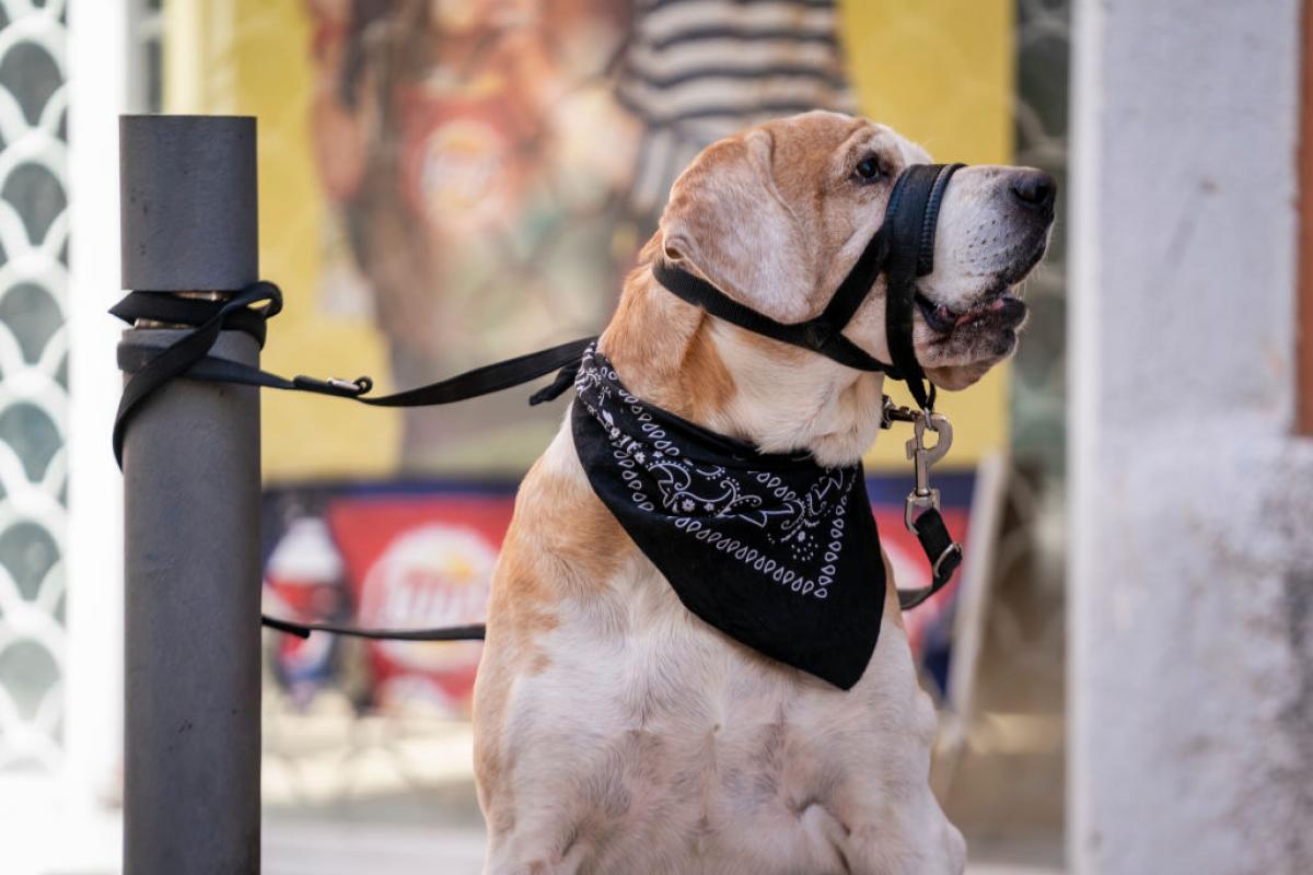 Un perro con bozal, atado a un poste metálico en Madrid.