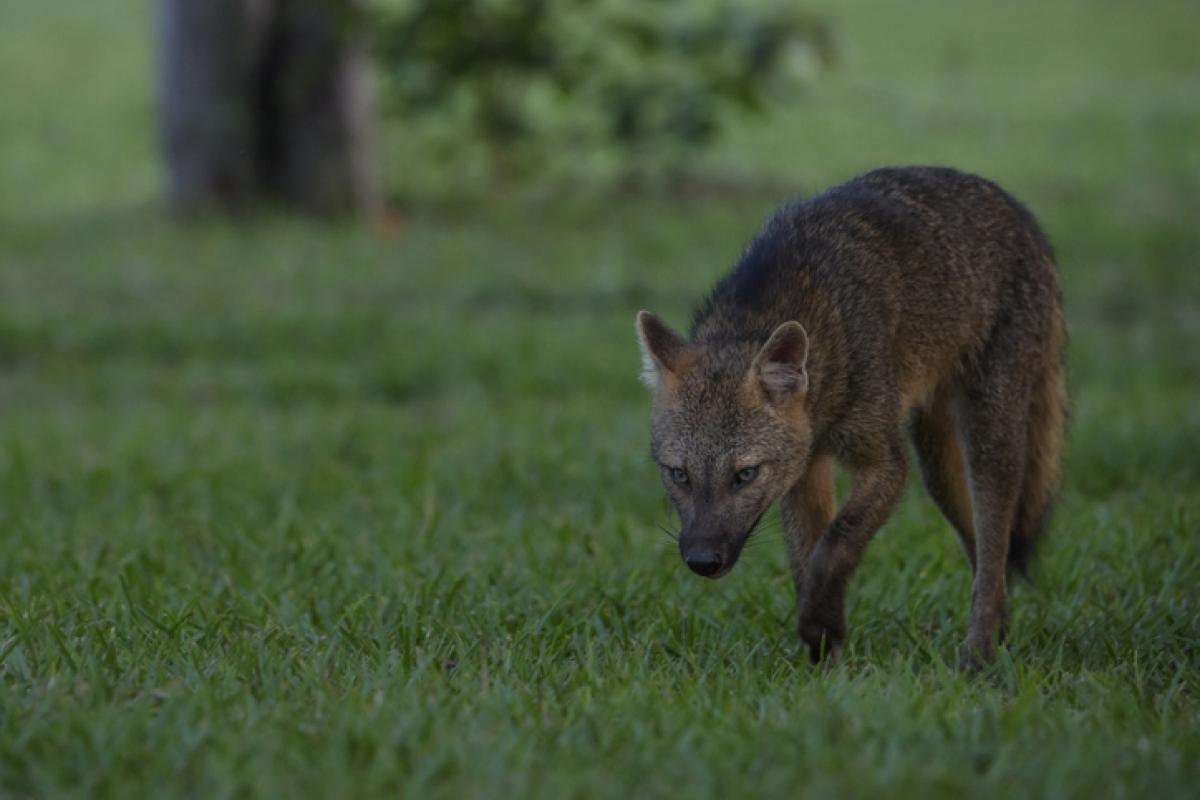 Un zorro cangrejero, también conocido como corro de bosque en la zona central de Sudamérica en una imagen de archivo.