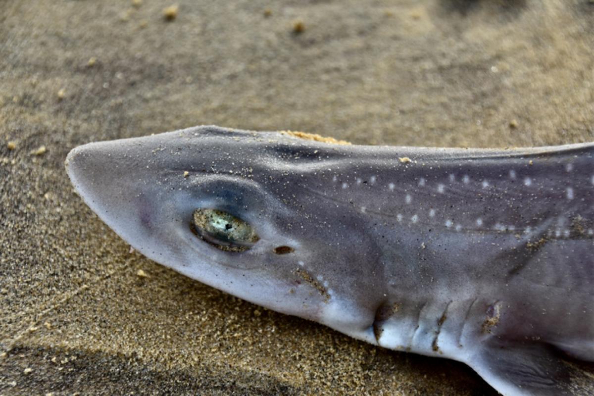 Uno de los ejemplares de tipo de tiburón que es capaz de adaptarse y sobrevivir en aguas con baja salinidad en una imagen de archivo.