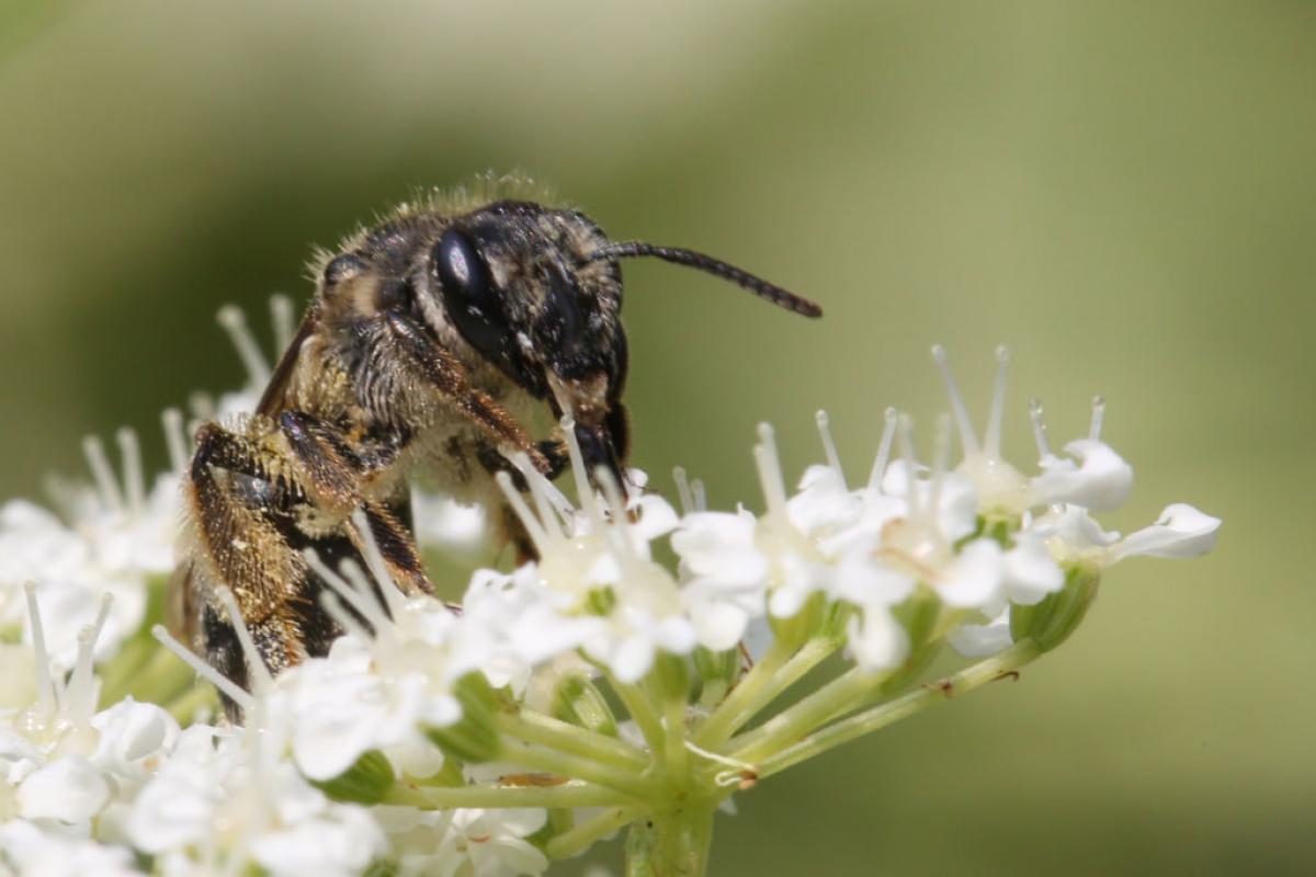 Una abeja andrena, en una imagen de archivo