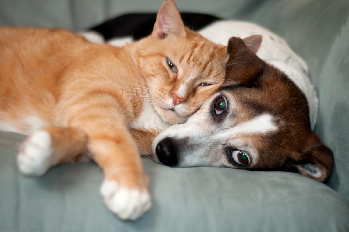 Un gato y un perro que se llevan bien.