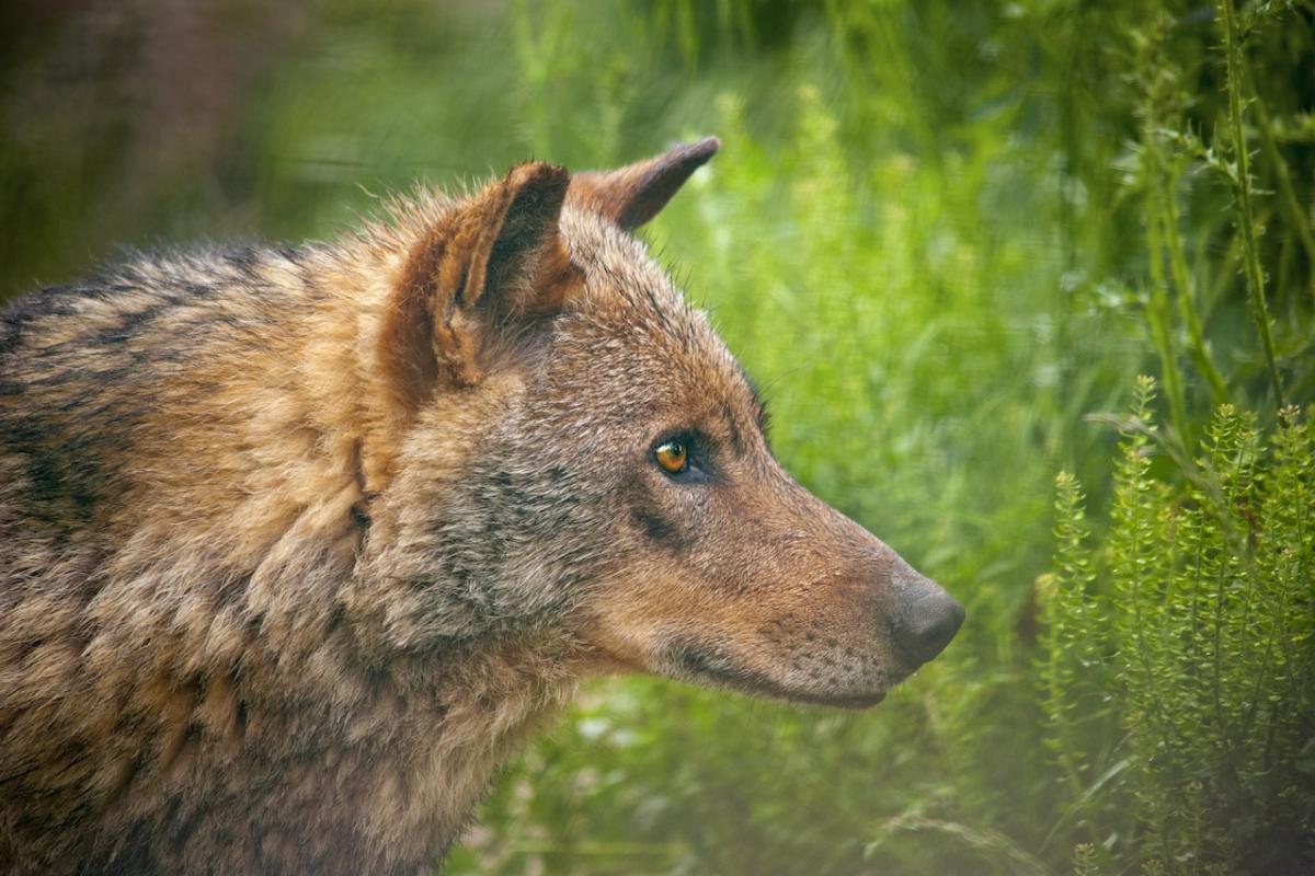 Ejemplar de lobo ibérico.