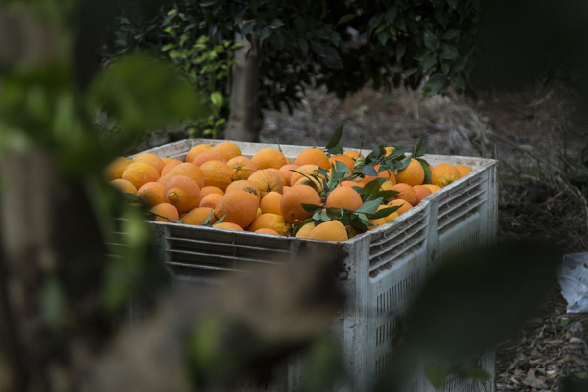 Imagen de archivo de una caja con naranjas.