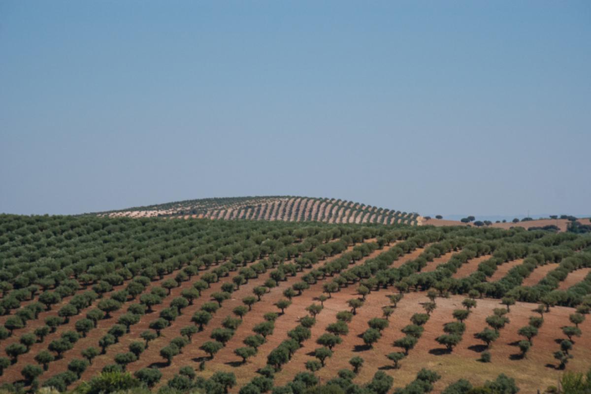 Olivares en Campo Mario, o Alentejo (Portugal).