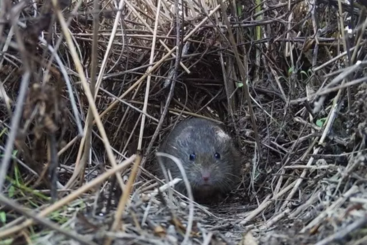 Topillo de Cabrera, una especie vulnerable y endémica en la Península Ibérica prolifera en una planta fotovoltaica de Iberdrola en Cáceres.
