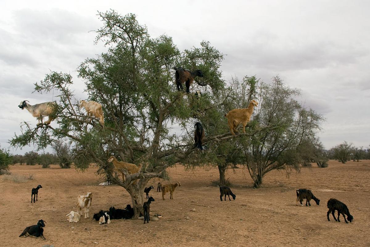 Un grupo de cabras, encaramadas a lo más alto de las ramas en un olivo en Marruecos.