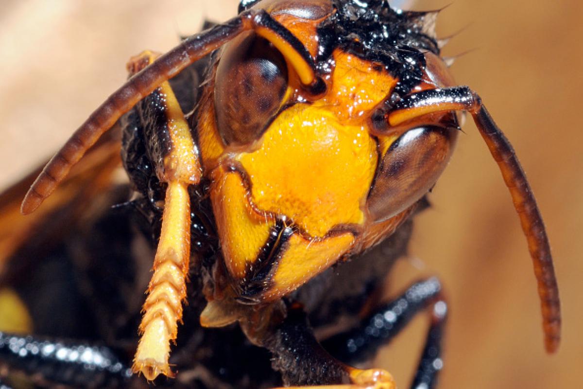 Un ejemplar de avispa asiática ('Vespa velutina') cuando irrumpió en Europa en 2009, entrando por Francia.