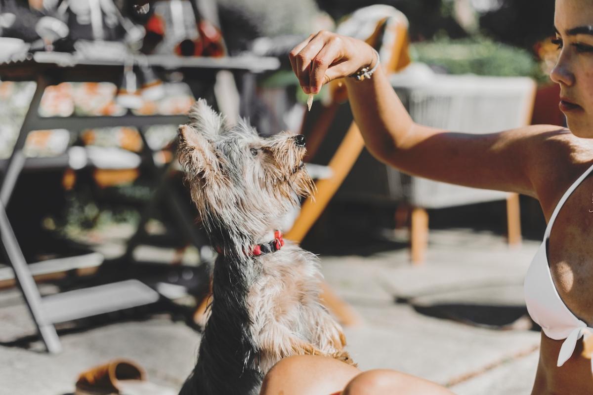 La nueva Ley de Bienestar Animal está diseñada para proteger y garantizar el bienestar de los animales de compañía.