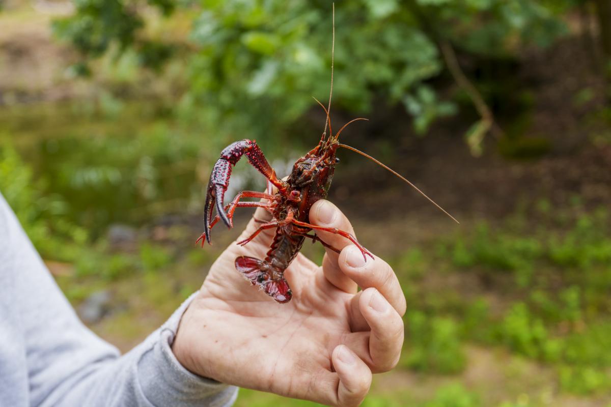 Un cangrejo de río americano.