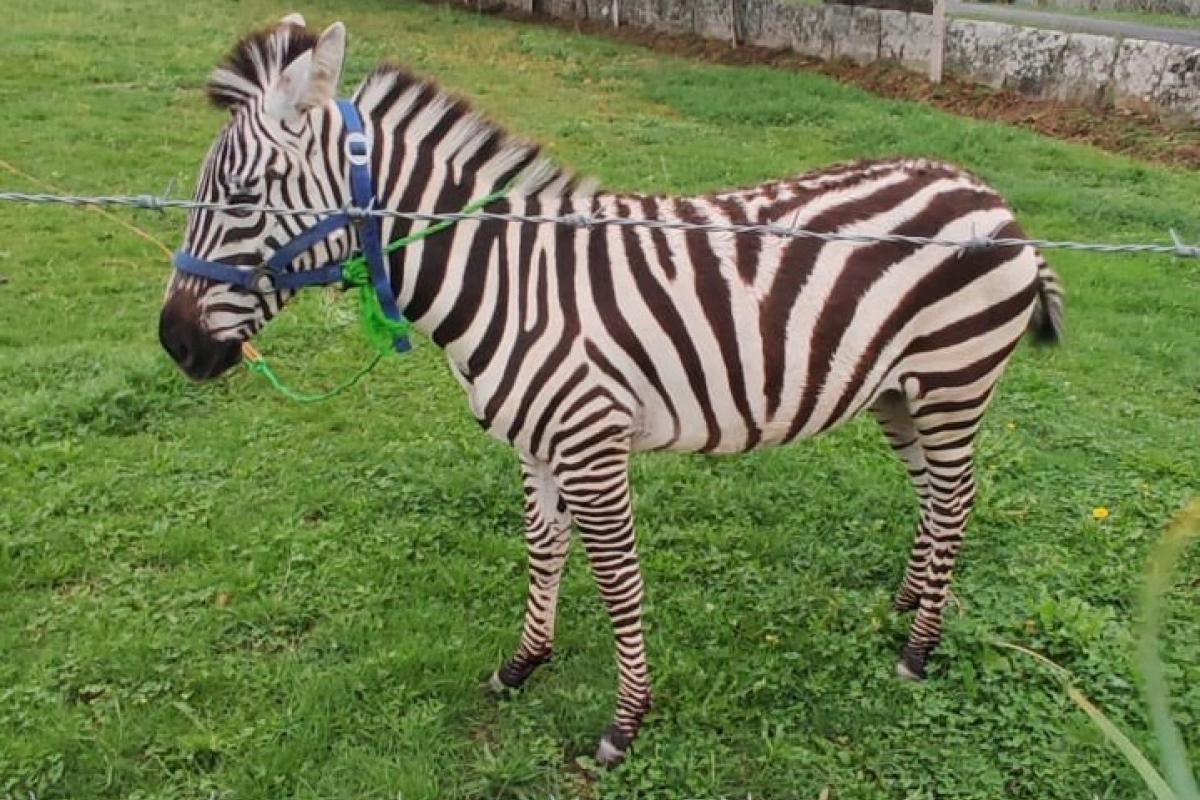 Stripes, la cebra que vive en Galicia y de la que se espera desciendan los primeros cebrallos.