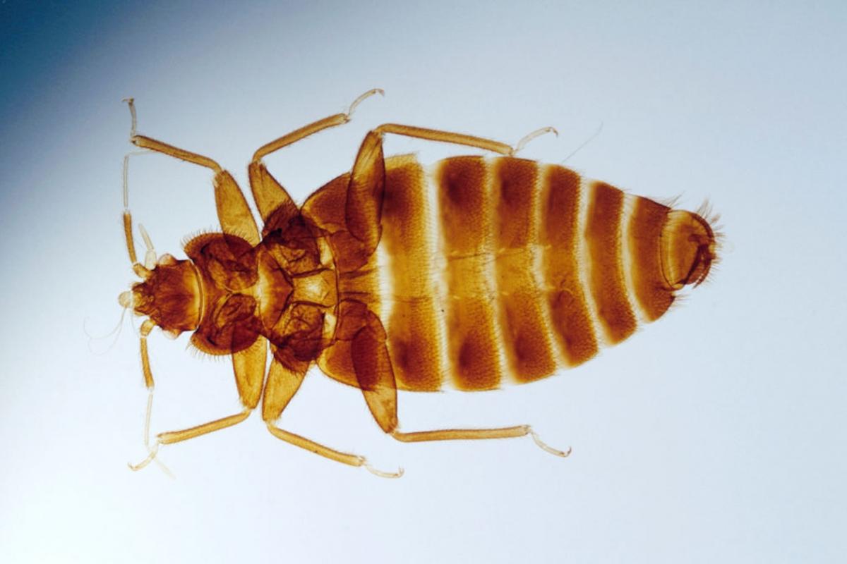 Ejemplar de chinche a través de los rayos X.