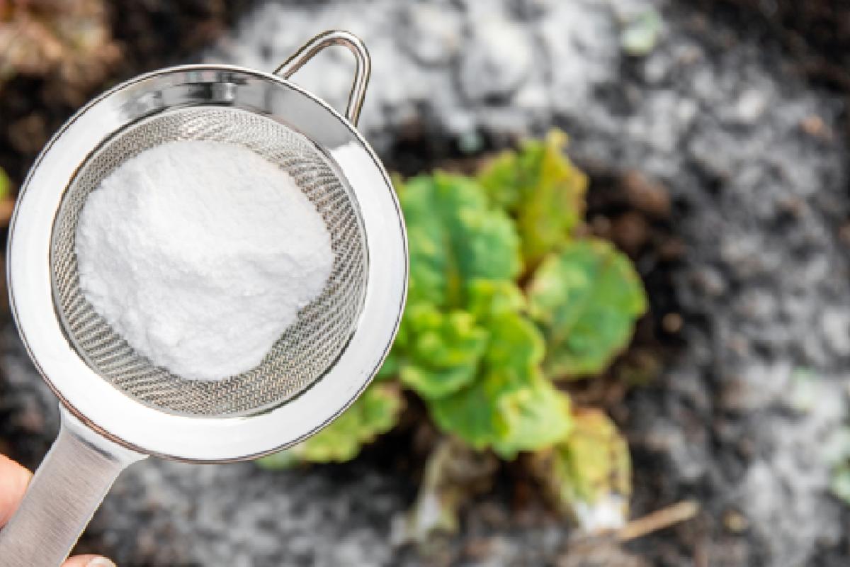 Beneficios del bicarbonato de sodio en las plantas