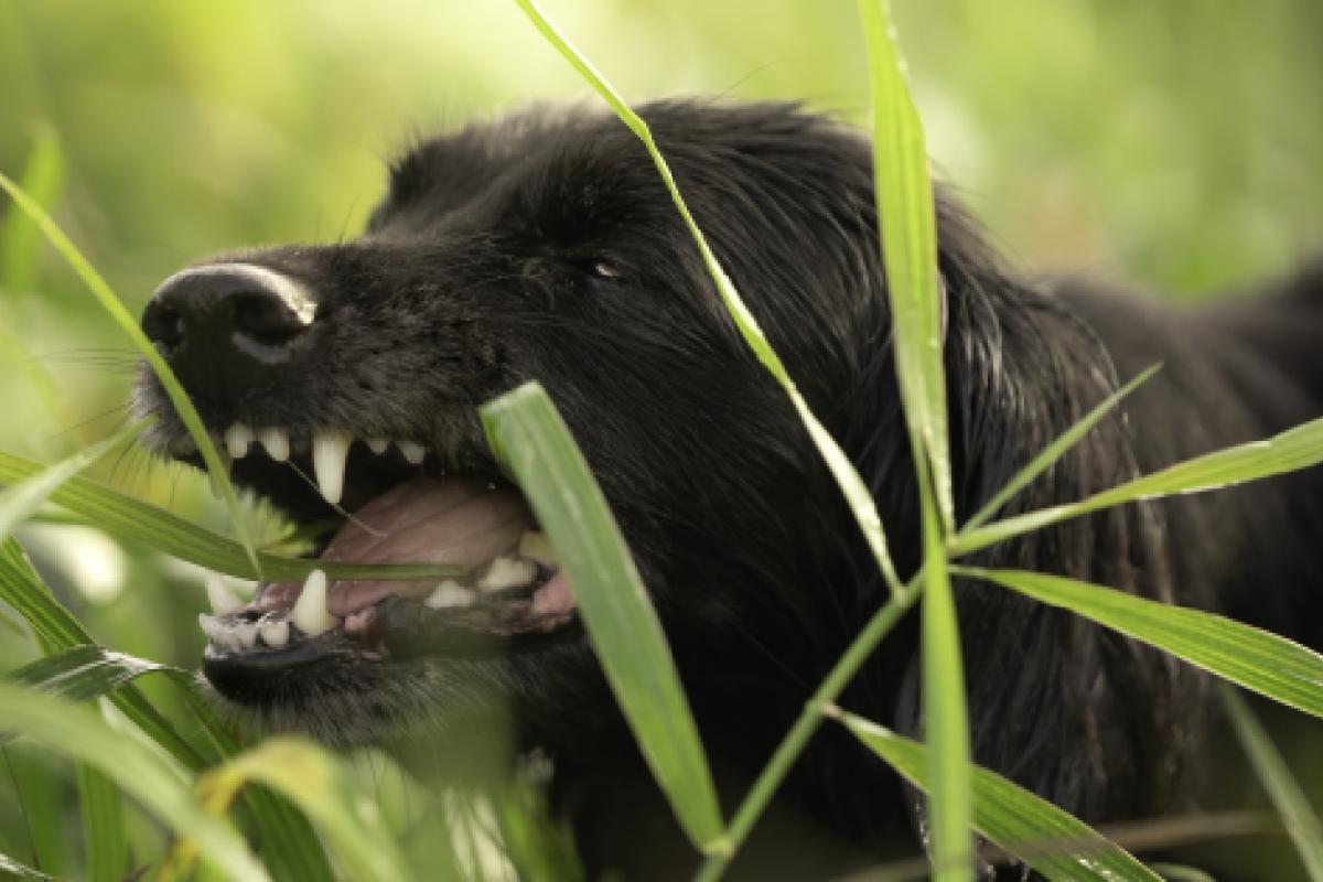Un perro comiendo hierba