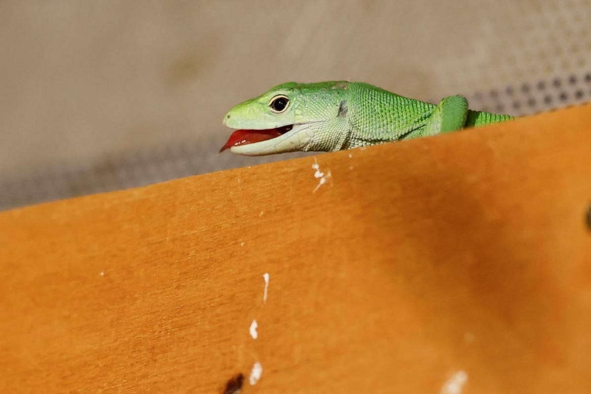 Un lagarto en una casa