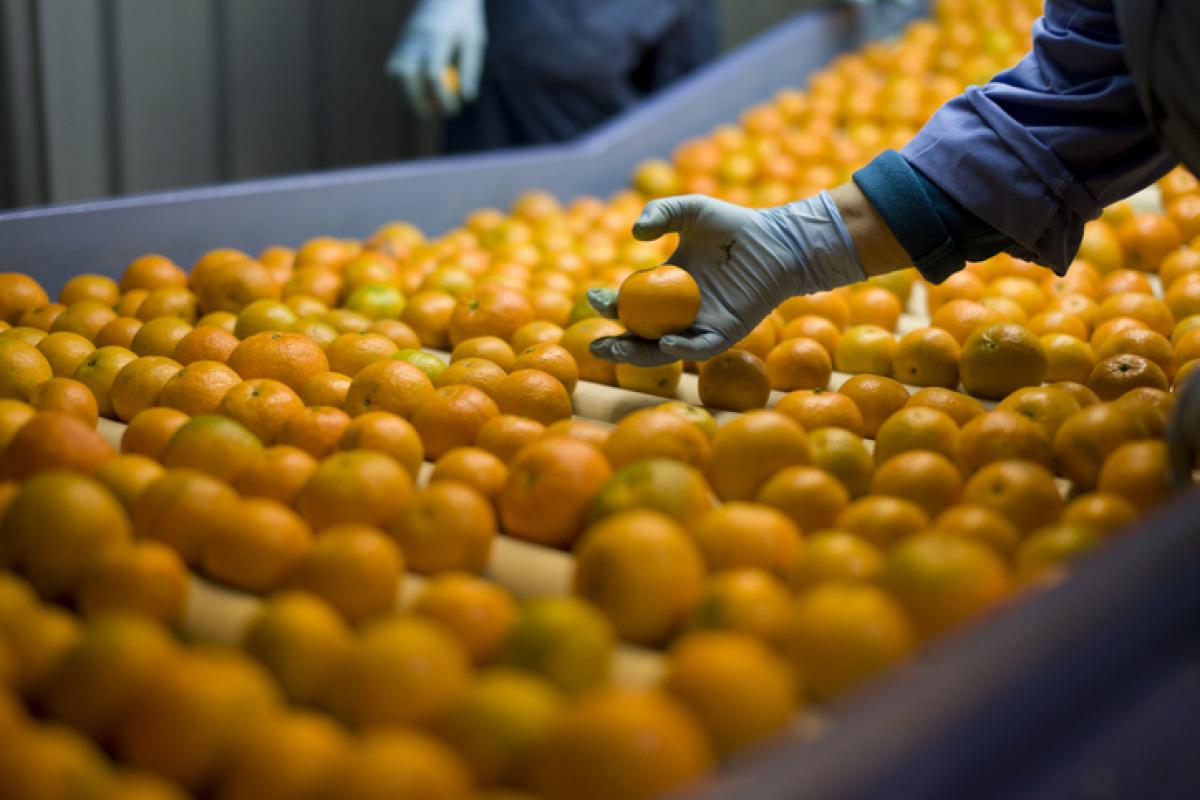 Imagen de archivo de naranjas en una cinta mecánica.
