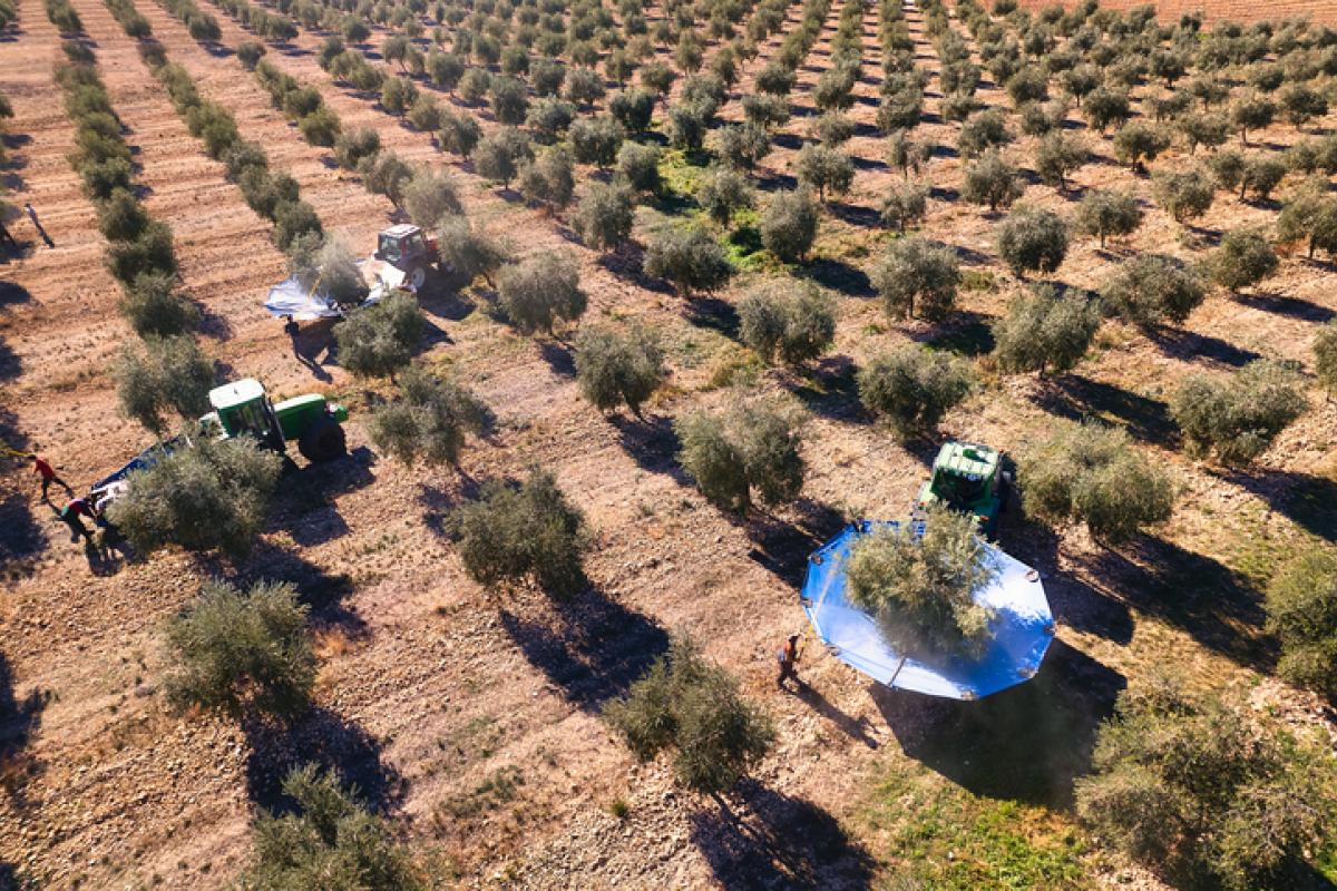 Imagen de archivo de recogida de aceituna en un campo español.