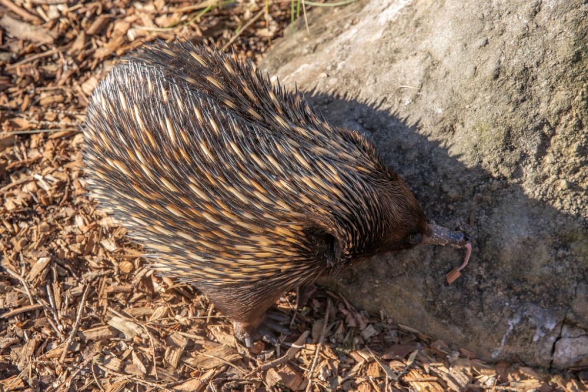 Un equidna, en un zoo australiano