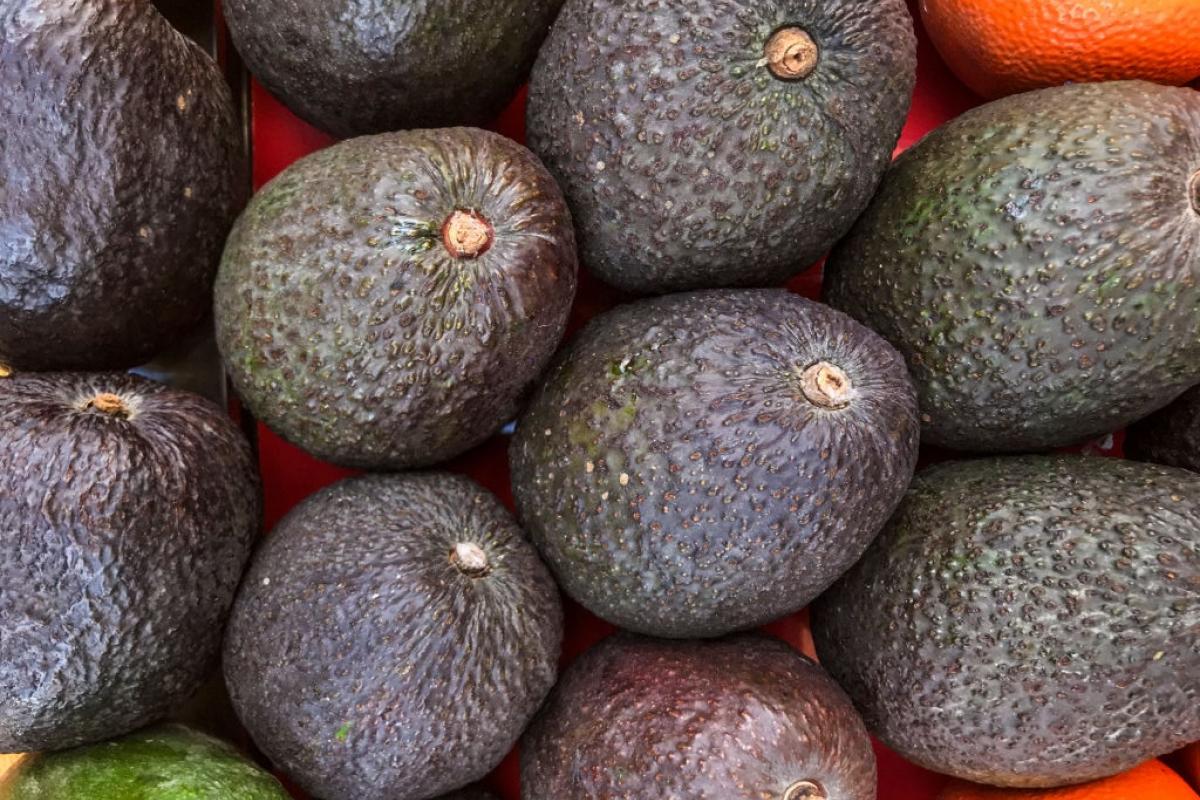 Aguacate de Marruecos.