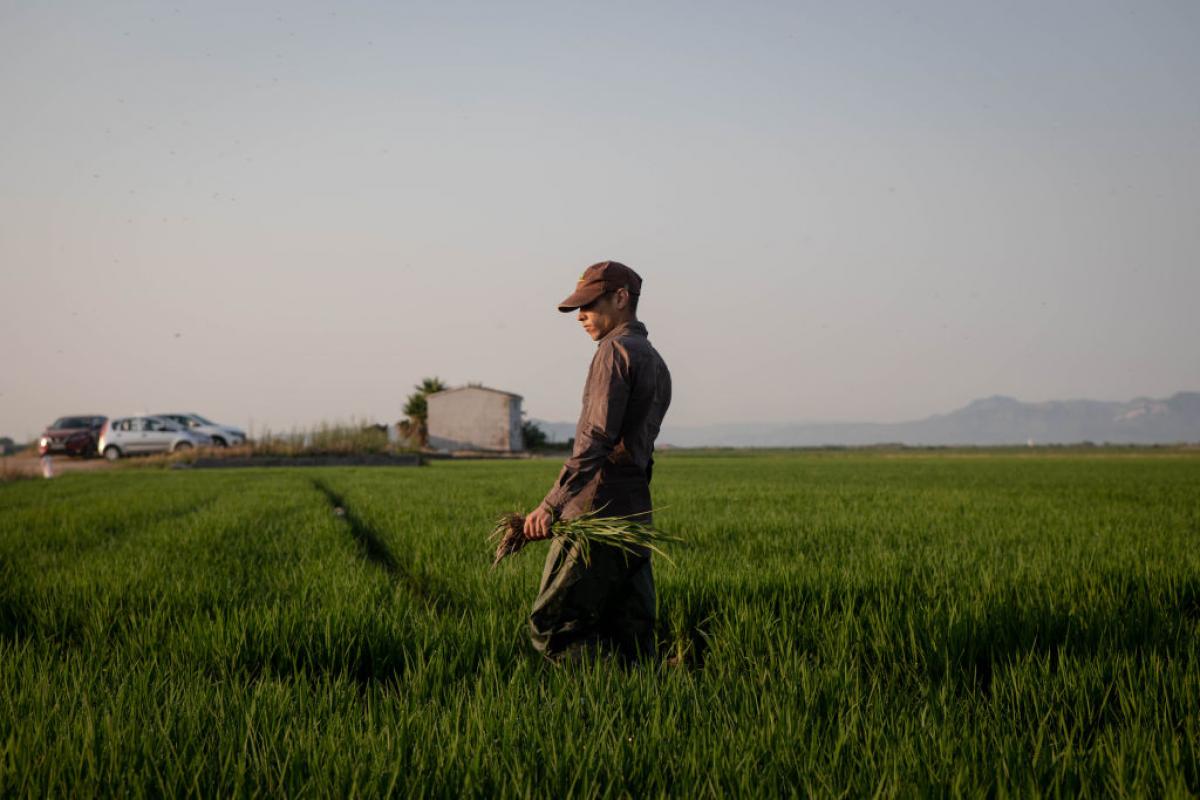 Recogida de la cosecha de arroz en Valencia.
