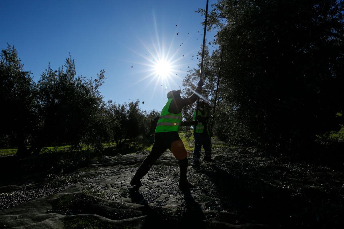 Recogida de aceitunas en un olivar de Jaén.