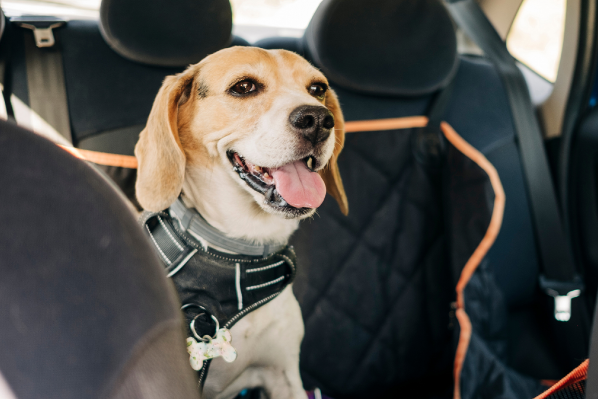 Funda protectora para llevar perros en el coche