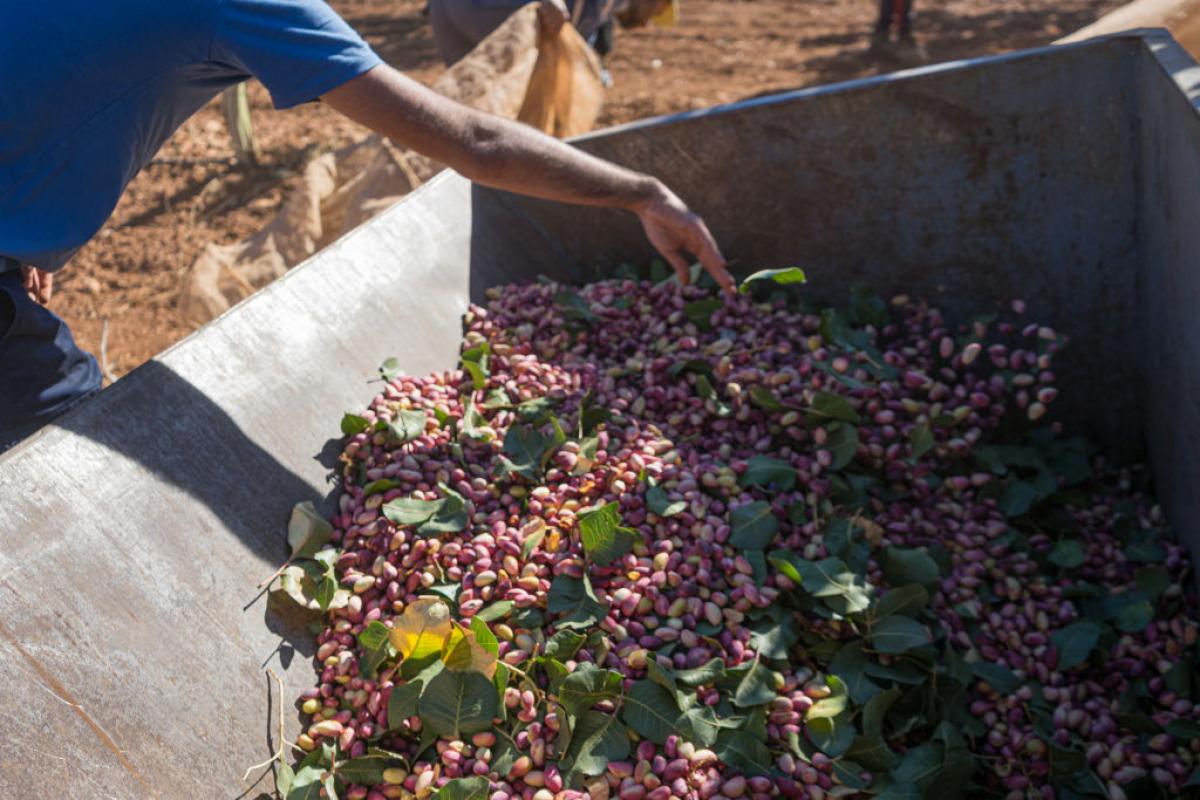 Cultivo de pistacho en Castilla-La Mancha