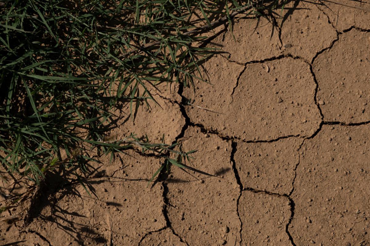 Detalle sequía Baix Empordà (Girona, Cataluña).