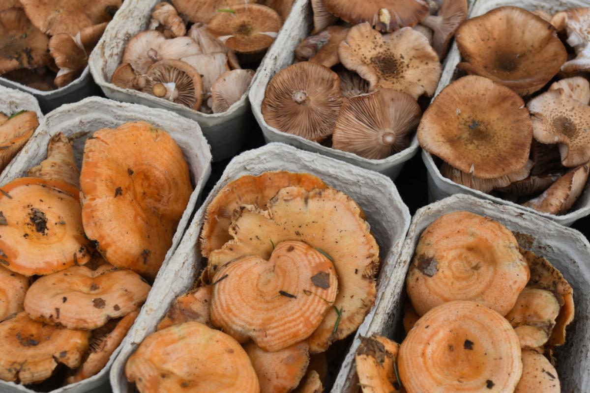 Bandejas de níscalos en un mercado.