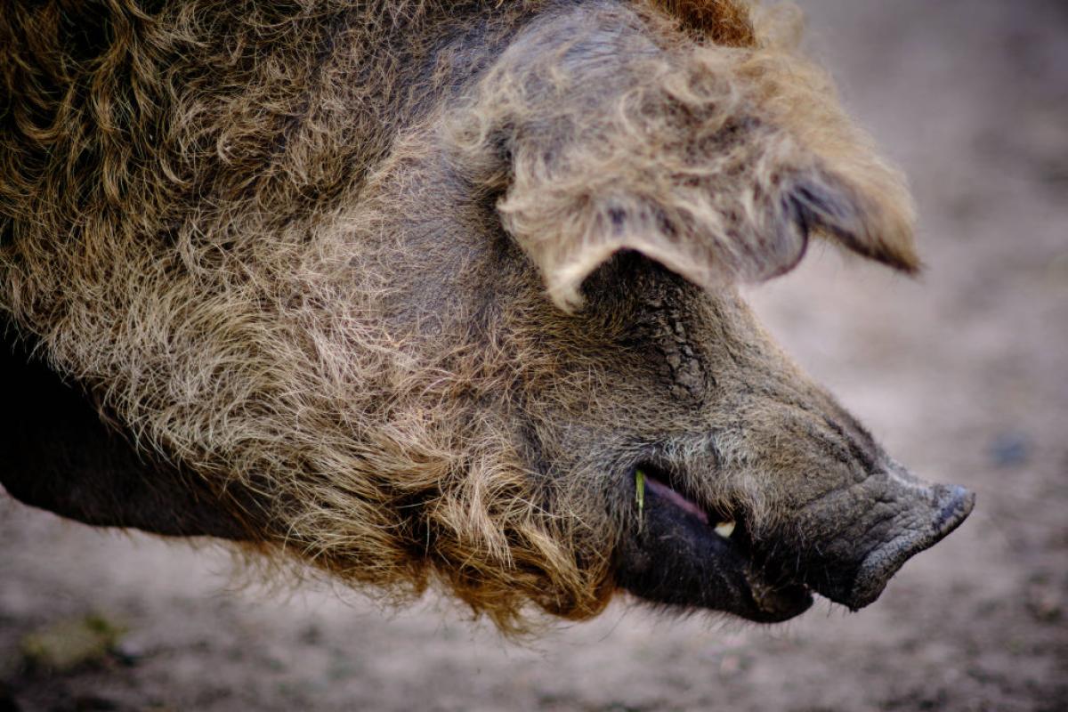 Cerdo lanudo originario de Hungría.