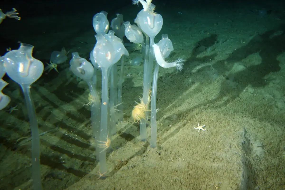 Tunicados filmados por la expedición australiana en enero de 2008