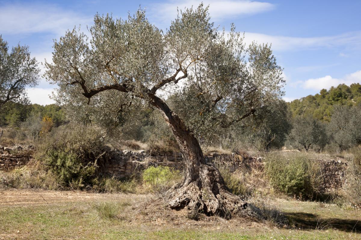 Un olivo en una localidad de Teruel