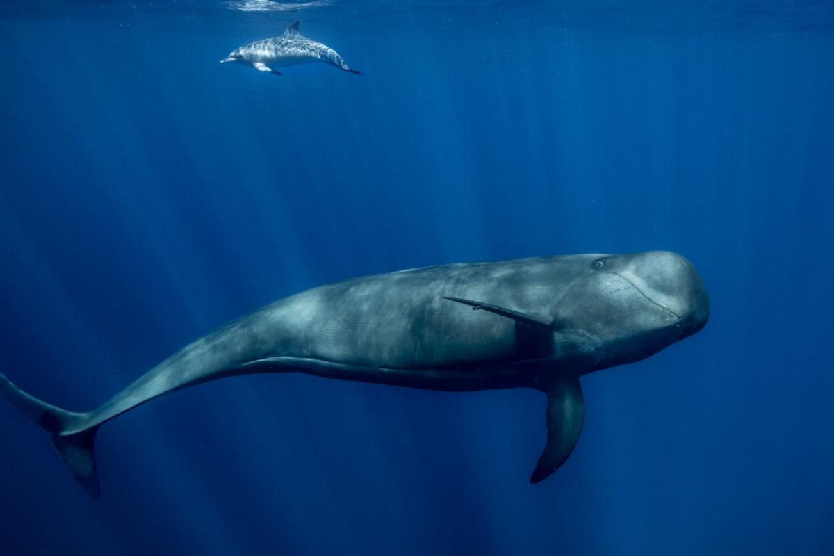 Tenerife ha sido reconocido como el Primer Santuario de Ballenas de Europa