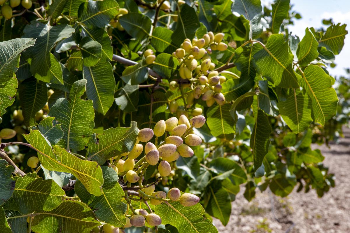Un árbol de pistacho.