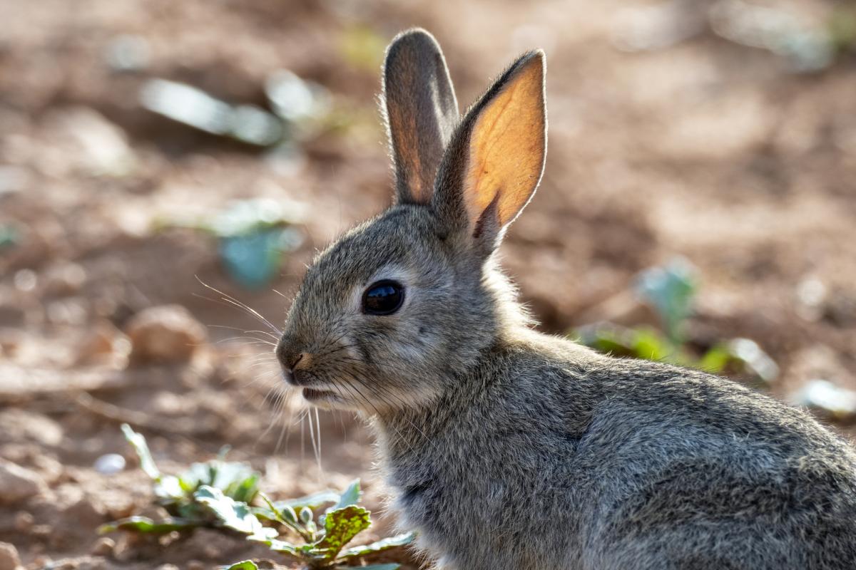 Un conejo de campo.