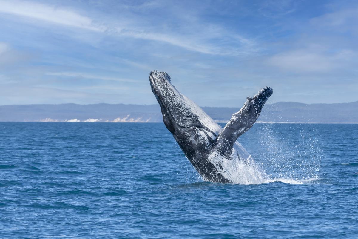 Una ballena de la costa australiana.