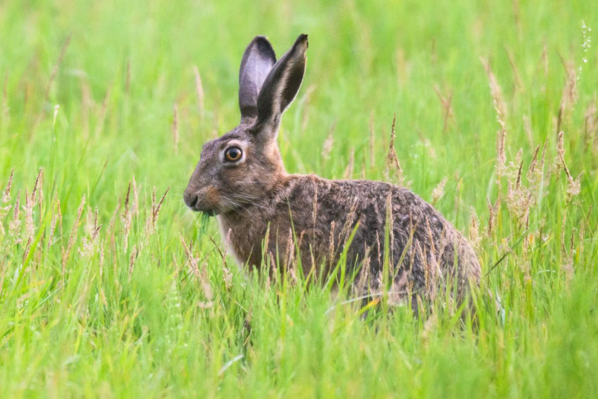 Un conejo libre en un campo de Alemania.