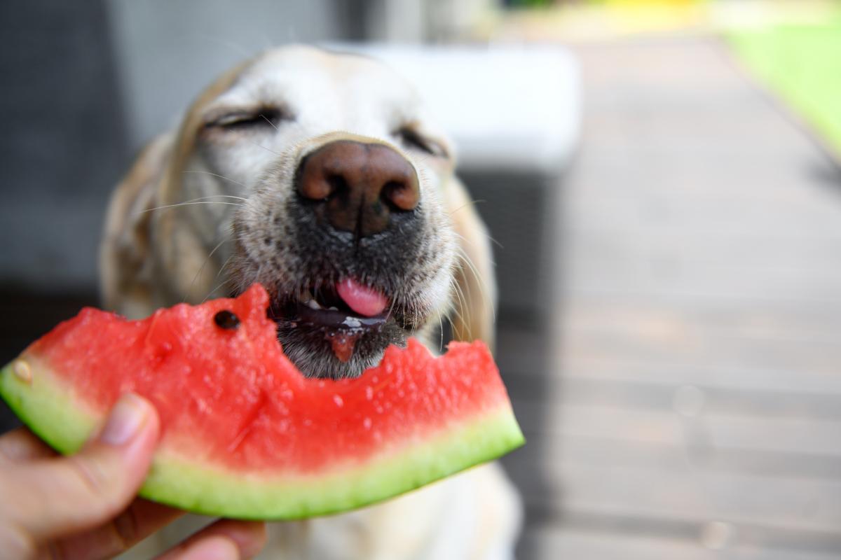 Un perro comiendo sandía.