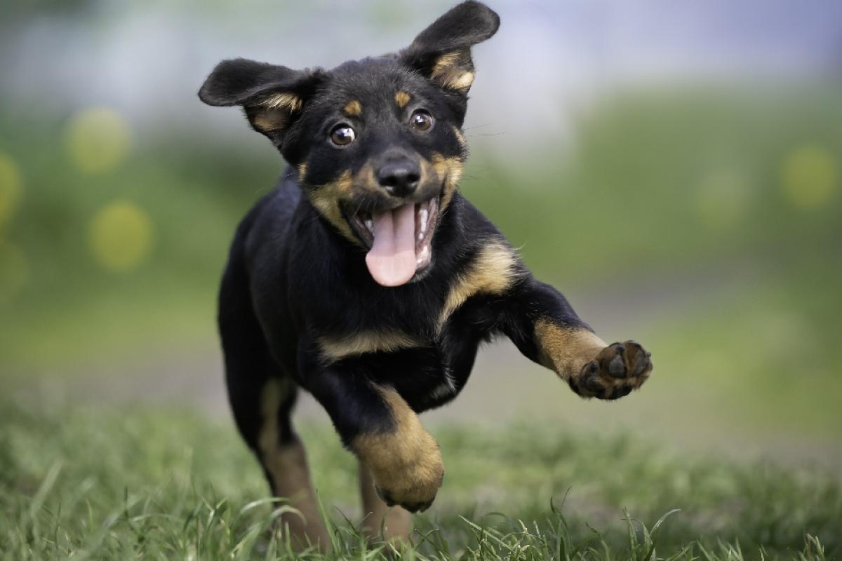 La palabra que ahuyenta a los perros.