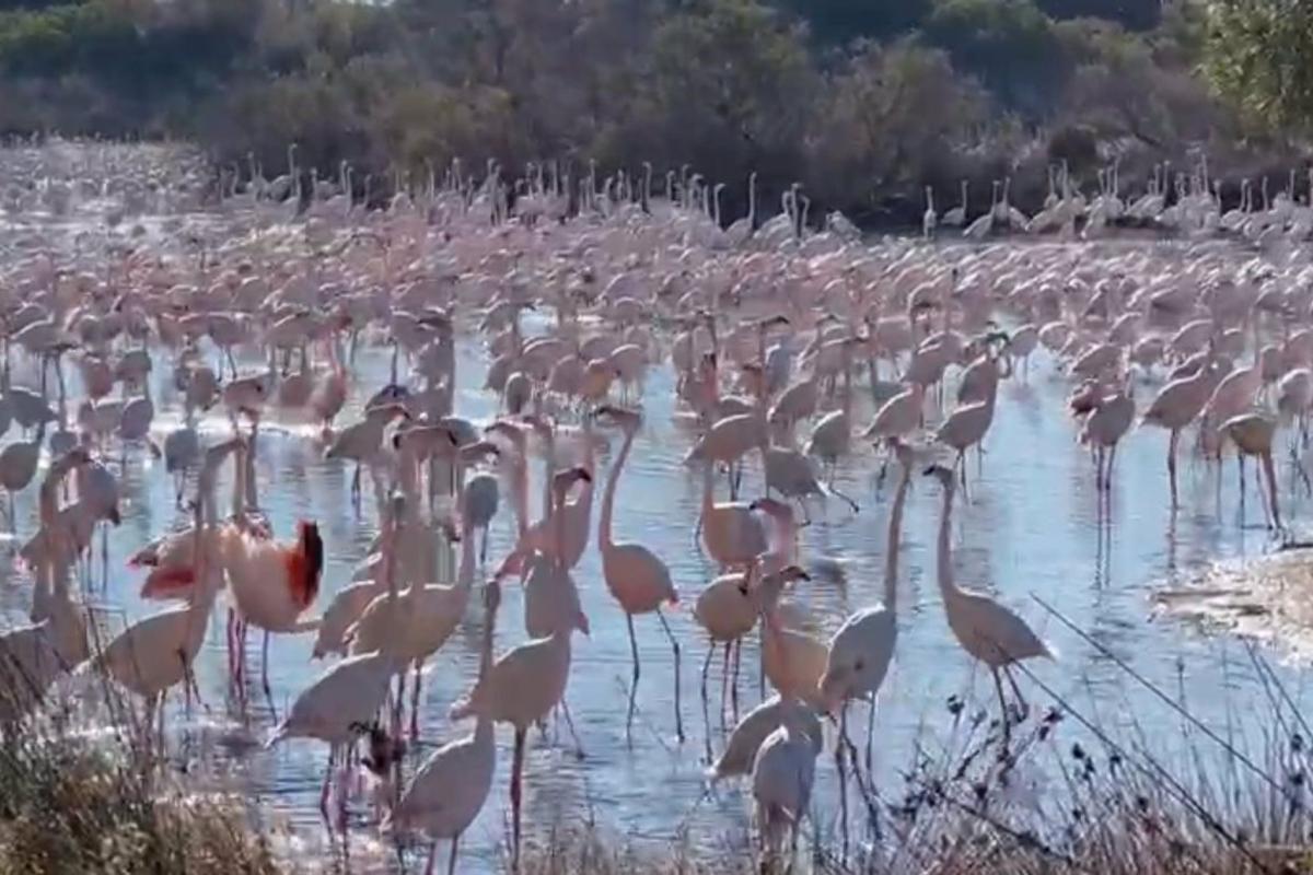 Imagen de los flamencos en la Albufera de Valencia.