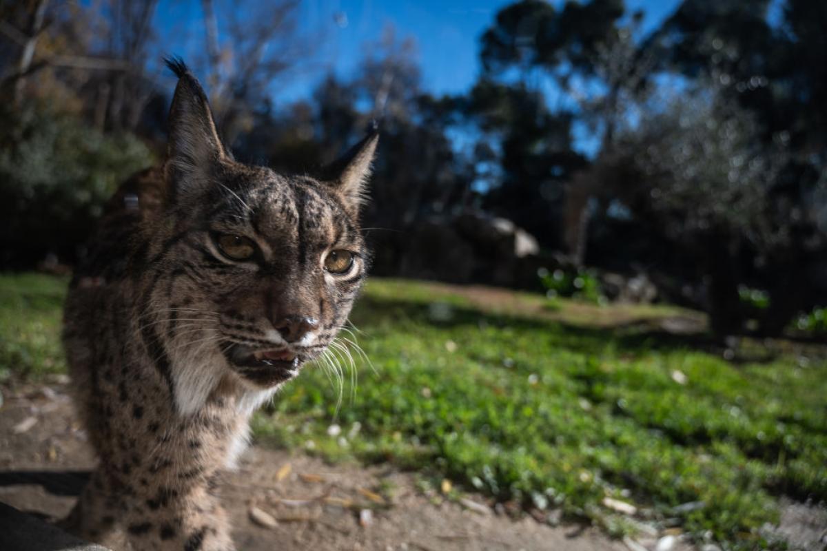 Un lince ibérico retratado en un recinto del Zoológico de Madrid.
