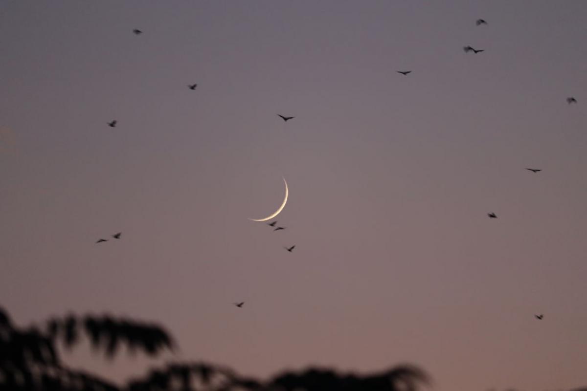 Pájaros alrededor de una luna nueva