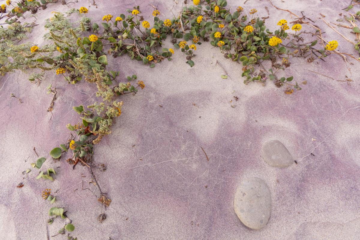 La arena de Pfeiffer Beach.