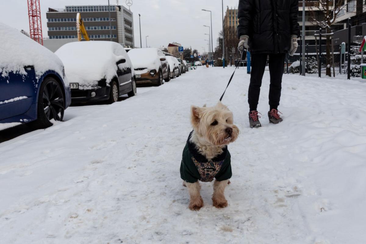 Un perro en la nieve.
