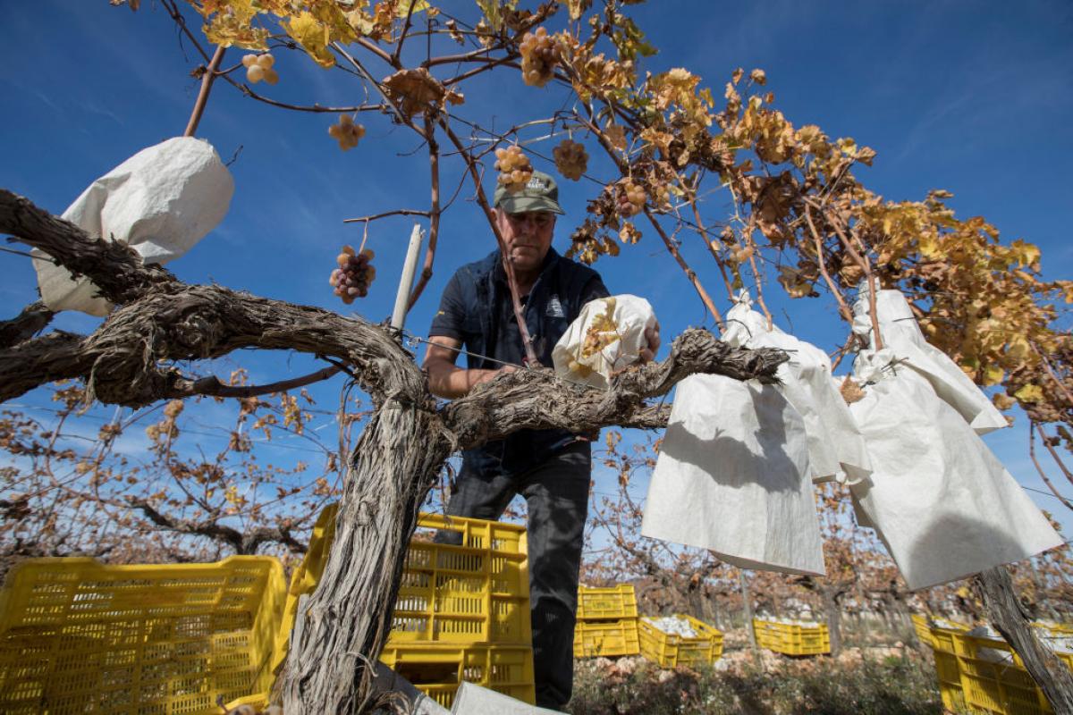 Un agricultor trabaja las vides en Novelda (Comunidad Valenciana)