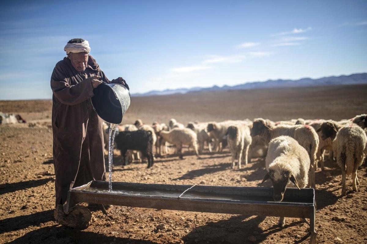 Un pastor marroquí da agua a sus ovejas cerca de Tinghir, al pie de las montañas del Atlas.