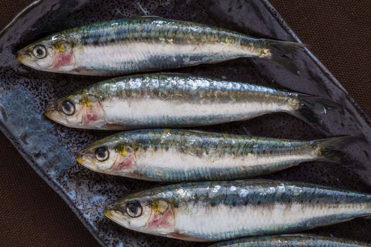 Sardinas.