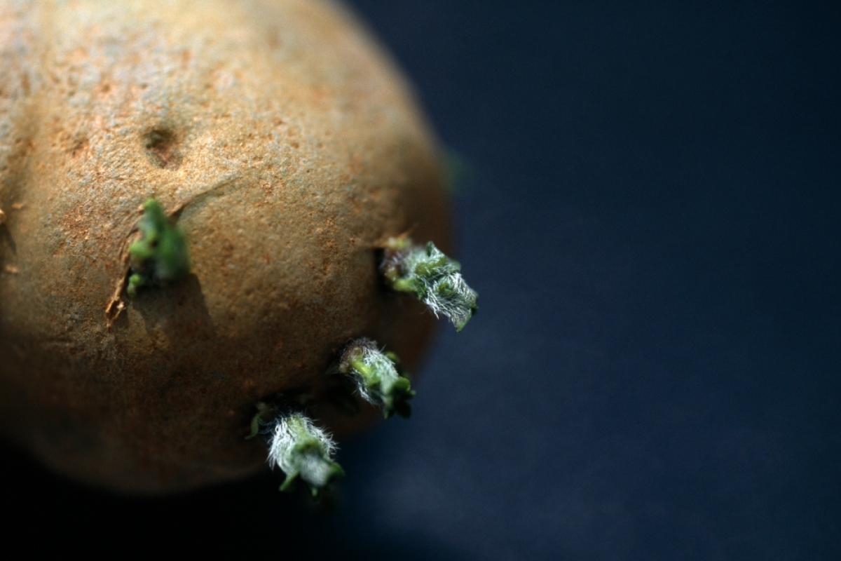 Patatas con brotes verdes